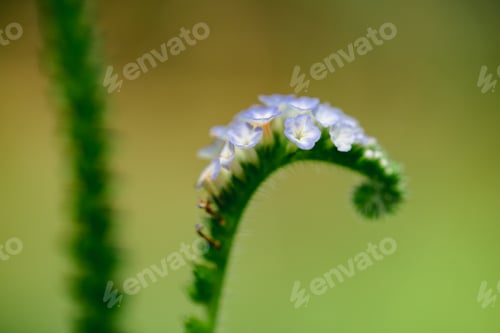 Preview: Grass flower close up