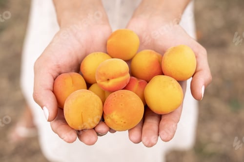 Preview: Harvesting of Apricots