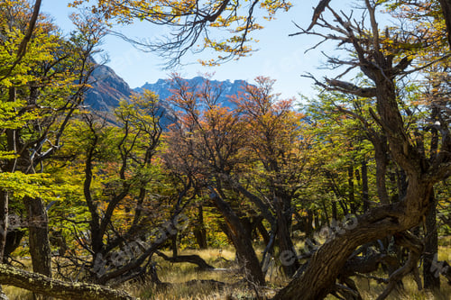 Preview: Autumn forest