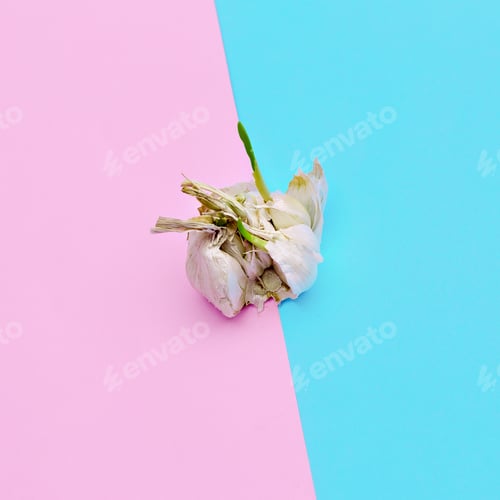 Preview: Garlic. Minimal style Candy Colors