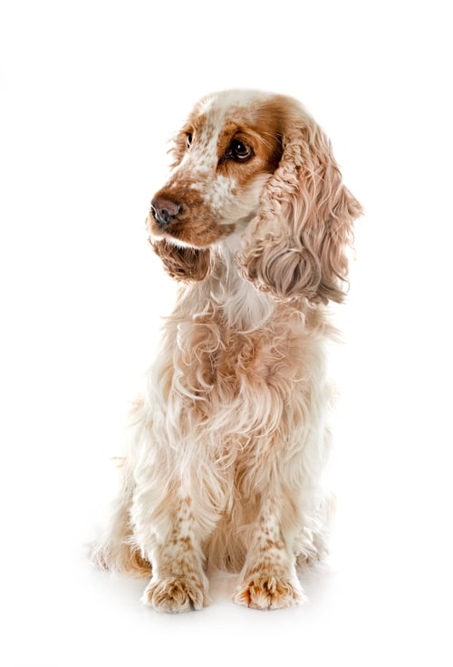 Preview: English Cocker Spaniel