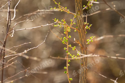 Preview: Young spring leaves on the bush