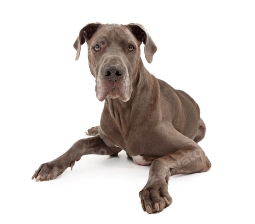Preview: Great Dane Dog Isolated on White