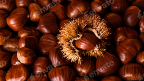 Preview: Ripe chestnuts close up. Raw Chestnuts for Christmas. Fresh sweet chestnut. Food background