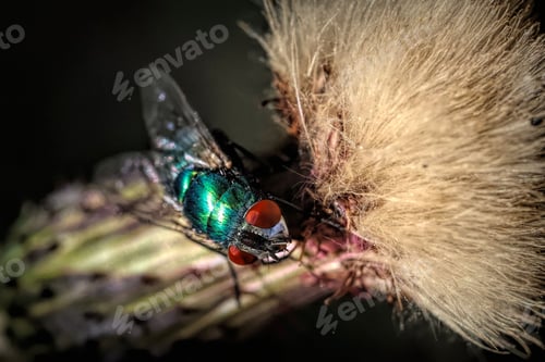 Preview: Macro shot of an ant on a plant