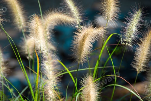 Preview: Soft fountain grass glowing with sunshine