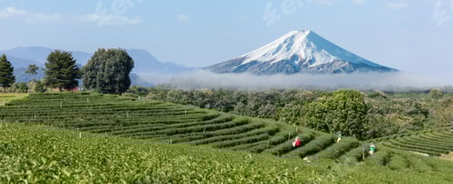 Preview: Picking tea leaves by hand in organic green tea farm.