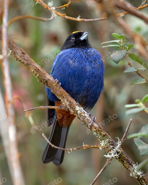 Preview: Beautiful tanager bird perched on a branch