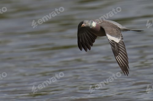 Preview: Wood Pigeon flying over the sea shore.