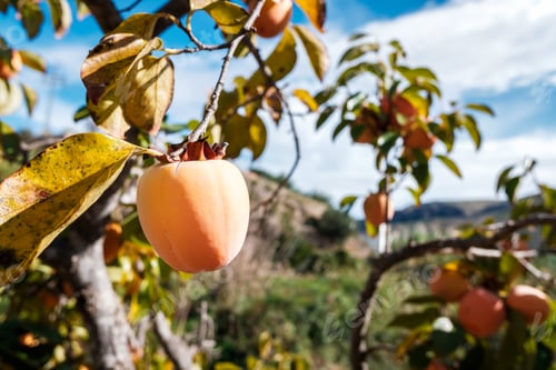 Preview: Sweet persimon ripening in the sun in an organic garden.
