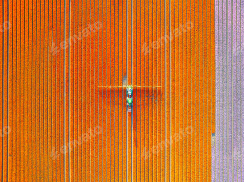 Preview: Aerial view of vibrant tulip fields in the Netherlands at sunrise. Agribusiness.