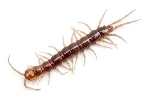 Preview: Centipede in front of white background