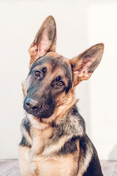 Preview: Calm obedient purebred dog of German Shepherd pedigree near wall