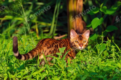 Vista previa: Beautiful young bengal cat in the garden