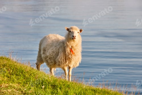 Preview: Sheep grazing on Faroe islands cliffs. Green landscape at sunset