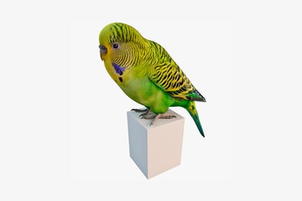 Preview: Parakeet on cube