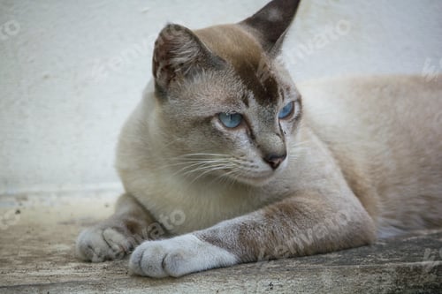 Preview: The gray cat is lying on the ground looking.