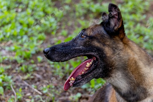 Preview: Close up face of dog open mouth and look away to left side and stay in garden with little grass
