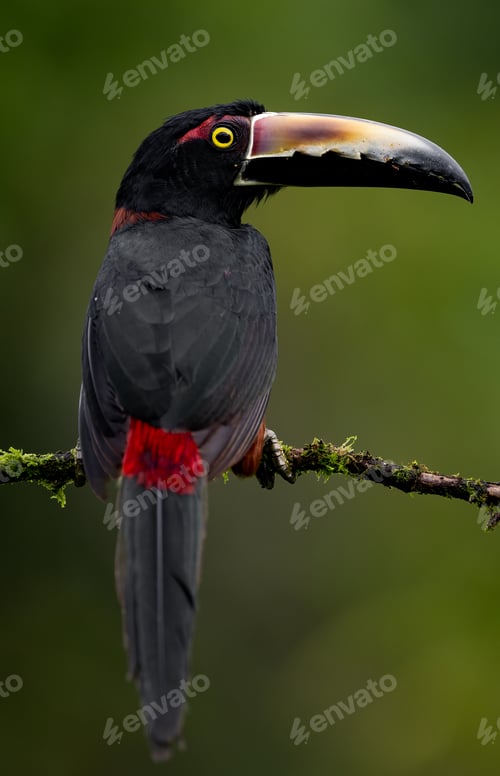 Preview: Toucan in Costa Rica