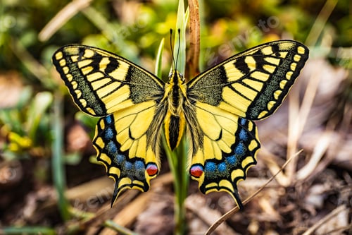 Preview: Vibrant coloured butterfly clinging to leaf