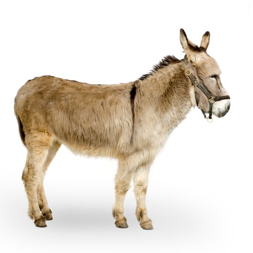 Preview: donkey