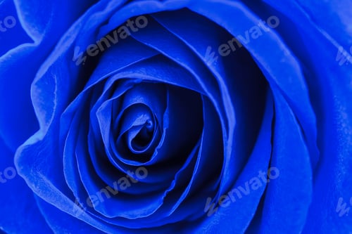 Preview: Close up macro blue rose flower.