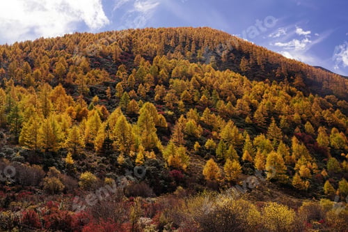 Preview: Many beautiful colorful yellow orange autumn trees growing on a mountain hill at midday in China.