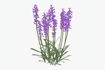 Preview: Aromatic Lavender Flower Cluster