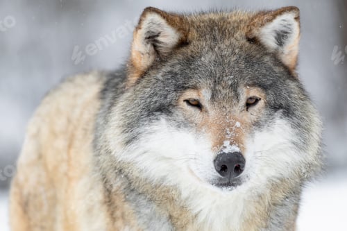 Preview: Close-up portrait of a wolf in the cold winter