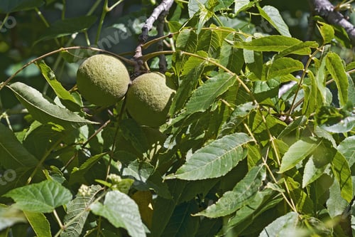 Preview: Eastern Black Walnut (Juglans Nigra)