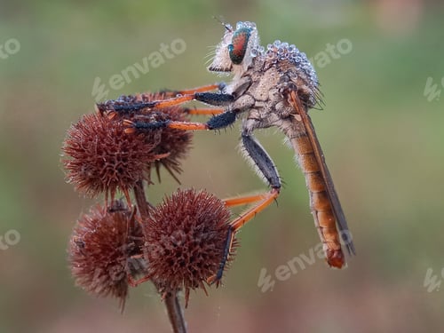 Preview: Robberfly