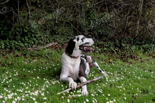 Preview: Happy dog chewing his stick on grass with small flowers