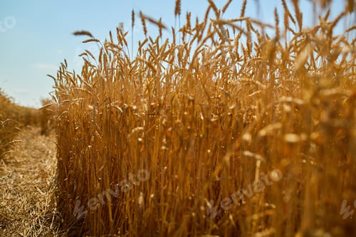 Preview: Wheat harvest, wheat field on the background of blue sky in the sun day, summer