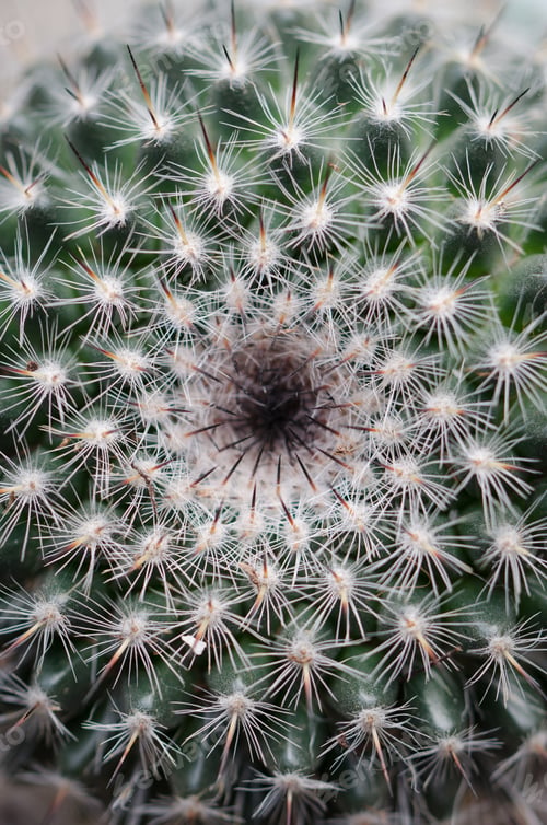 Preview: Cactus Macro