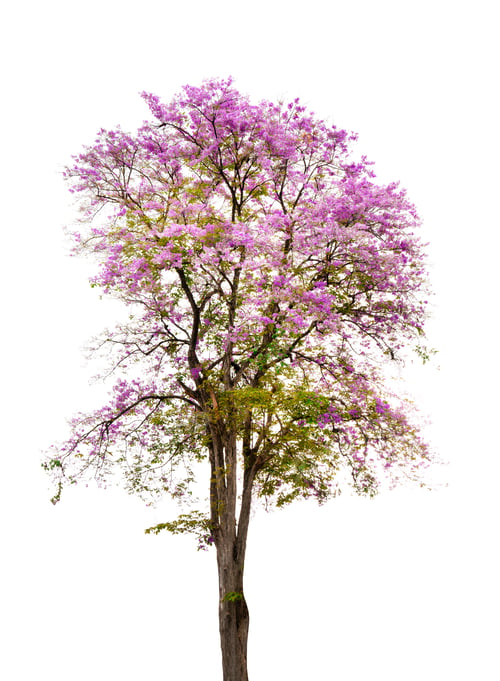Preview: Bungor trees with flowers, Lagerstroemia floribunda, isolated