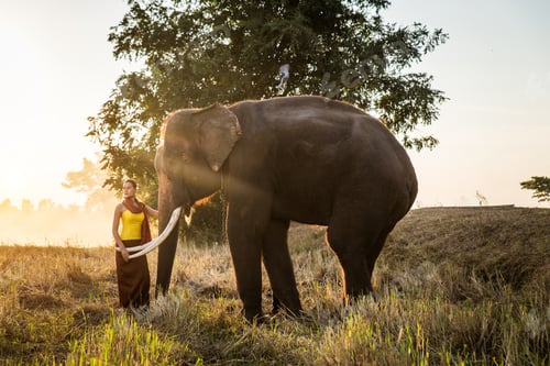 Aperçu: Elephant and woman in Thailand