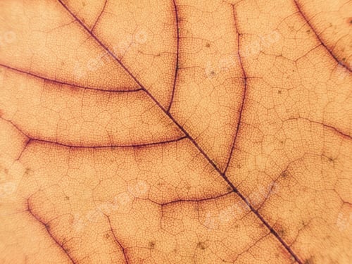 Preview: Autumn leaf texture