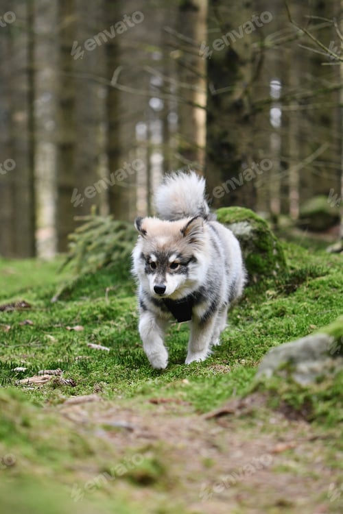 Preview: Portrait of a young puppy finnish lapphund dog in the forest