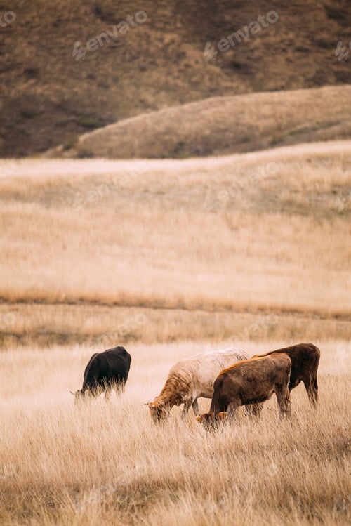 Preview: Kakheti Region, Georgia. Cows Eating Grass In Autumn Pasture. Co