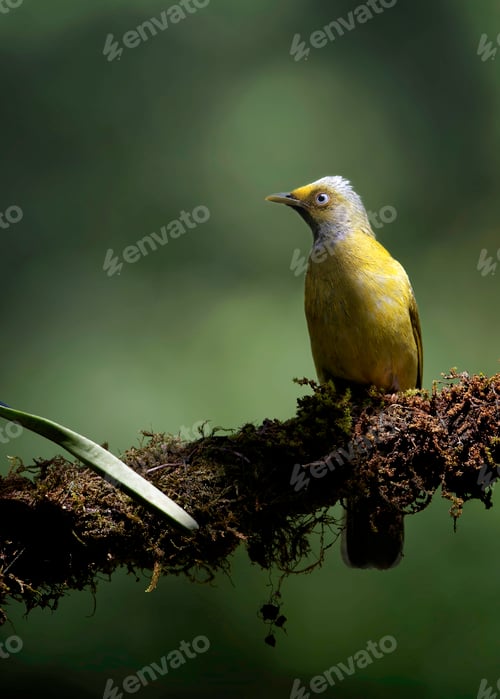 Preview: Shadow of Grey Headed Bulbul