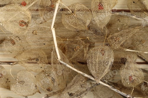 Preview: Dried Fruits of the Cape Gooseberry