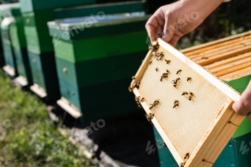 Preview: cropped view of bee master with honeycomb frame near blurred beehives