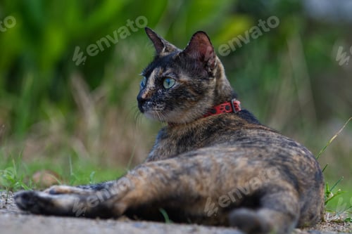 Preview: cat cute nice animal happiness hug looking