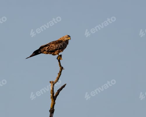 Preview: Majestic bird of prey perched on a branch against a clear blue sky.