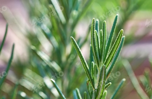 Preview: Close-up view of the rosemary leaves