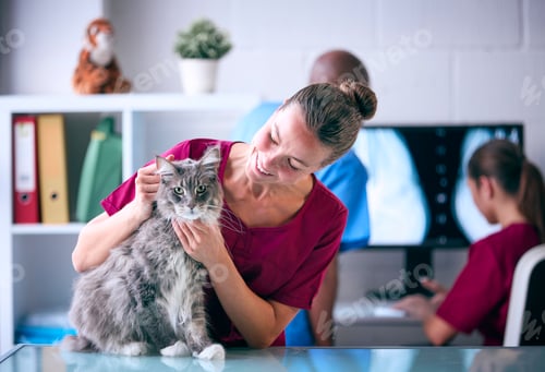 Preview: Female Vet Examining Pet Cat In Surgery With Veterinary Team In Background