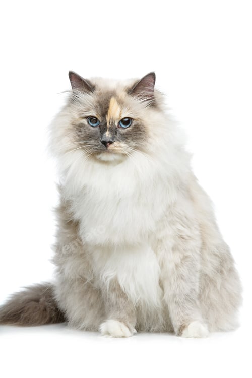 Preview: beautiful birma cat isolated on white