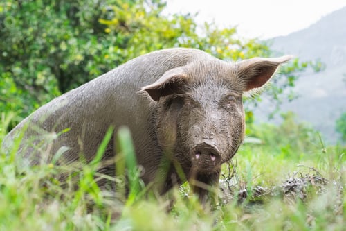 Preview: beautiful close-up view of a pregnant sow, digging in the mud, surrounded by grass