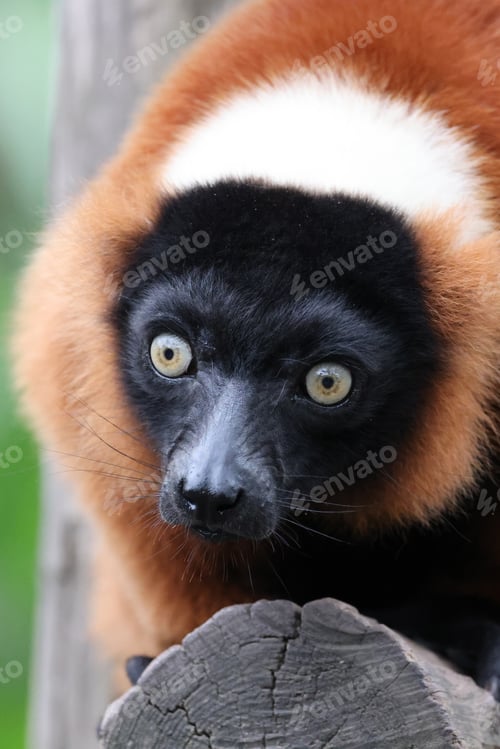 Preview: The red ruffed lemur (Varecia rubra)