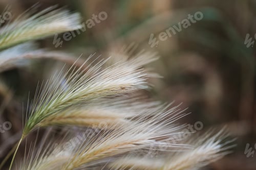 Preview: Dry grass, reeds, stalks blowing in the wind at golden sunset light. Nature, summer, grass concept